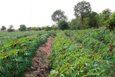 Vết tích đáng ngờ trên thi thể nam thanh niên chết bí ẩn tại đồi sắn