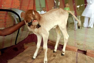 Chú bê ‘thần’ có 5 cái miệng trên đầu