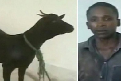 Kinh dị người đàn ông 'cuồng dâm' với dê