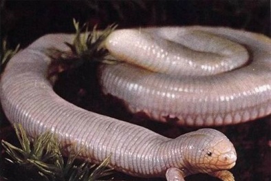 Kinh ngạc loài bò sát quái dị đầu rùa, thân rắn lai giun