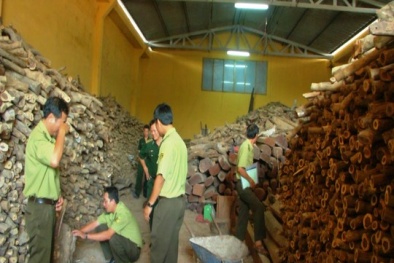 Khánh Hòa: Bắt quả tang vụ vận chuyển hàng tấn gỗ quý trong đêm