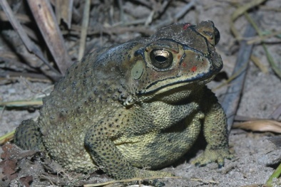 Chất độc trong cóc có thể cùng lúc giết 5 người lớn 