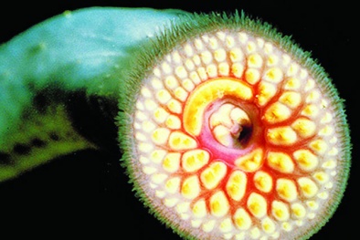 Nỗi khiếp sợ loài 'cá ma cà rồng' có đến 4 trái tim 