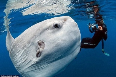 Sửng sốt cá Mặt Trăng khổng lồ nặng nhất thế giới dạt vào bờ 