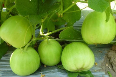 Khám phá những công dụng khó tin của dưa lê