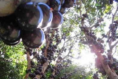 Cây nho đất giá gần triệu đồng hút khách Hà Nội