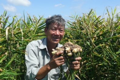 Thu lãi tiền tỷ mỗi ha gừng
