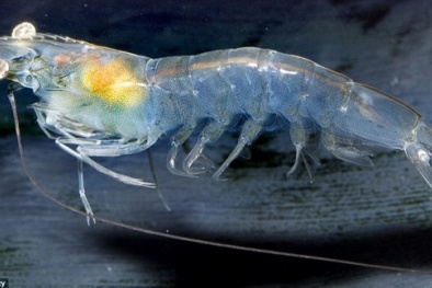 Sinh vật lạ 'hút mọi ánh nhìn' bởi cơ thể trong suốt như thủy tinh