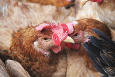 Nông dân Việt và những sáng kiến chăn nuôi năng suất không giống ai 