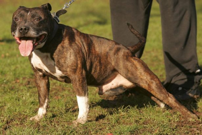 Phẫn nộ cảnh sát bắt phạm nhân uống nước tiểu và quan hệ với chó 