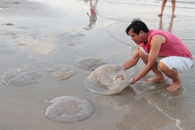 Biển Đà Nẵng bốc mùi do sứa chết trôi dạt bất thường