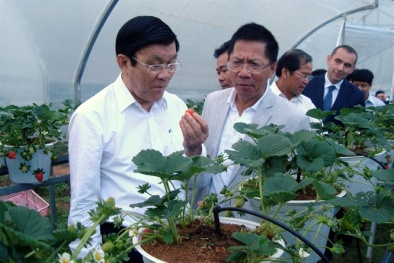 Dâu tây 5 tuần cho thu hoạch thay vì 5 tháng như trước đây 