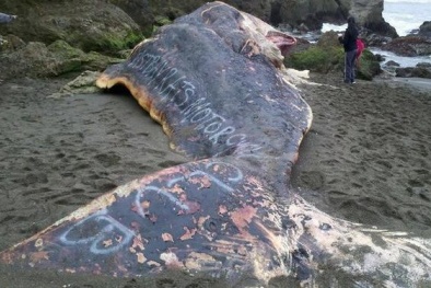 Xuất hiện dòng chữ kỳ lạ trên xác cá nhà táng khổng lồ