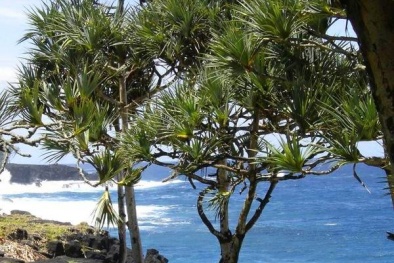 Loài cây kỳ lạ chỉ sống trên vùng đất có chứa kim cương