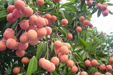Nâng cao chất lượng vải thiều xuất khẩu đi Mỹ