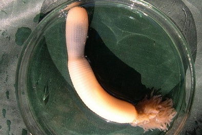 Phát hiện sinh vật lạ có hình dáng giống ‘cậu nhỏ’