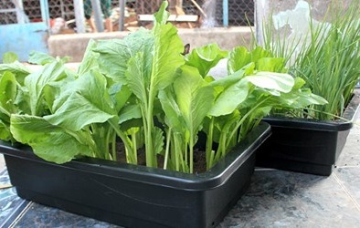 Dịch vụ rau sạch giao tận nhà giá 35.000 đồng/chậu