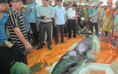 Lập đàn chôn cất xác cá voi dạt vào bờ biển Thanh Hóa