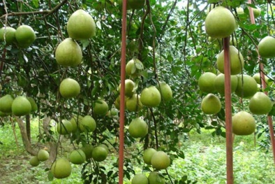 Phê duyệt Quy hoạch tổng thể vùng nông nghiệp ứng dụng công nghệ cao