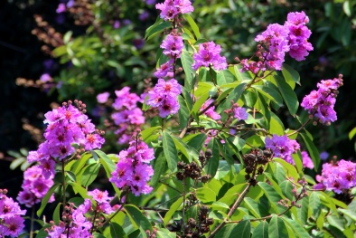 Đường phố Hà Nội mùa sắc tím bằng lăng 