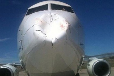Chim tông móp đầu máy bay Boeing 737