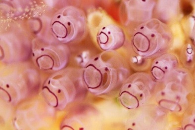 Giải mã sinh vật 'dễ thương' tự ăn thịt bản thân