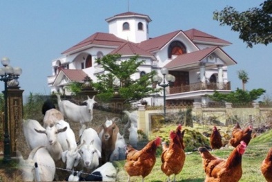 Cấp gà sai đối tượng tại Quảng Nam: Xử lý và công khai cán bộ sai phạm