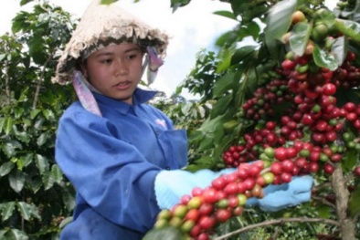 Lâm Đồng dành 10,3 tỷ đồng hỗ trợ giống cà phê cho hộ nghèo