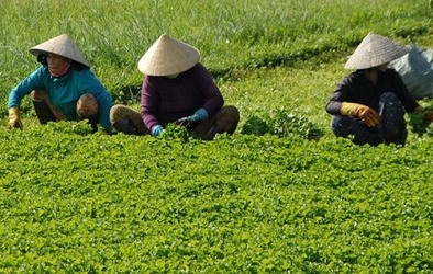 Nắng nóng rau má tăng giá, nông dân thu bạc triệu