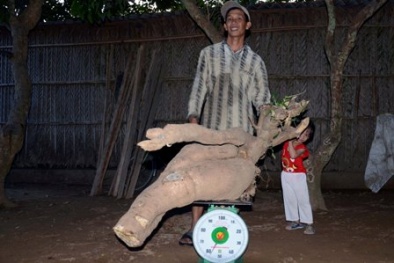 Nông dân sửng sốt vì đào giếng được…  củ sắn khổng lồ gần 60kg