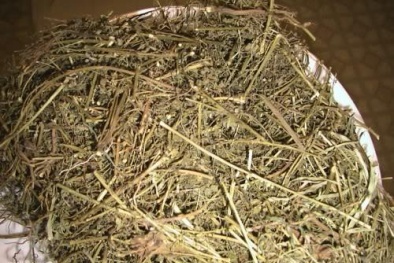 Cây chó đẻ không phải là 'thần dược' chữa viêm gan