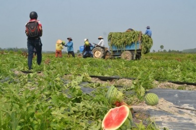 Dưa hấu có bơm nước không thì chưa rõ nhưng nông dân hãy tìm cách tự cứu mình