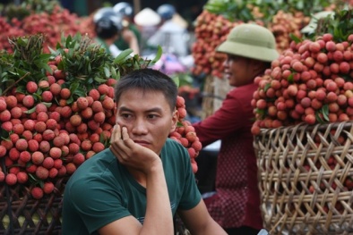 Vải thiều Lục Ngạn 'nóng ruột' ngóng đầu ra