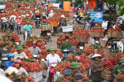 Bức tranh nào cho vụ vải thiều năm nay?