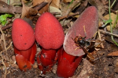 Xôn xao nấm hình 'của quý' được mệnh danh thần dược phòng the