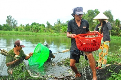 An Giang: Nuôi cá sặc rằn lãi cao