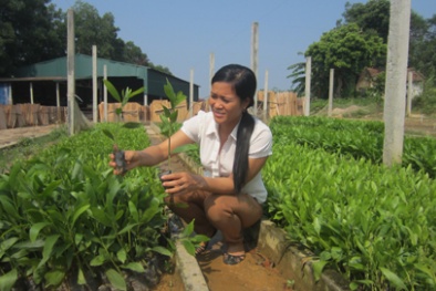 Bắc Giang: 2,5 tỷ đồng nâng cao chất lượng giống cây lâm nghiệp