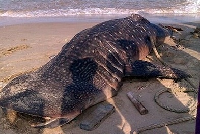 Bình Thuận: Ngư dân chôn cất xác cá voi nặng 4 tấn dạt vào bờ