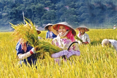 Canh tác lúa cải tiến SRI giúp nông nghiệp địa phương tăng năng suất