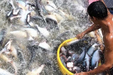 Hà Nội: Dùng cây thuốc nam chữa bệnh cho cá