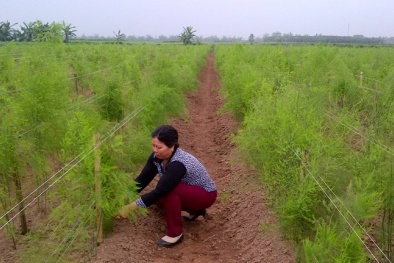 Hà Nội: Mô hình trồng măng tây xanh cho năng suất chất lượng cao