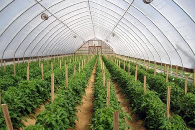 Năng suất, chất lượng nông nghiệp sẽ được nâng cao 