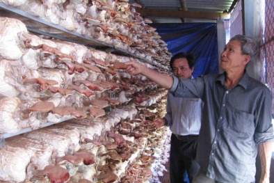 Phú Yên: Ứng dụng tiến bộ khoa học kỹ thuật vào nâng cao năng suất chất lượng sản xuất nông nghiệp