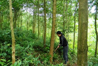 Bắc Kạn: Hiệu quả từ việc trồng keo lai giâm bằng hom