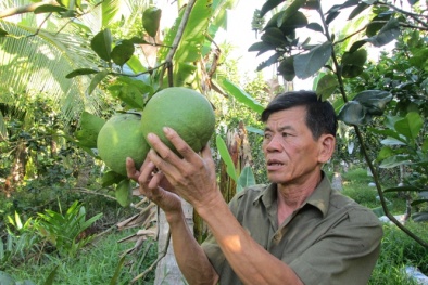 Bến Tre: Nhiều giải pháp nâng cao chất lượng bưởi da xanh