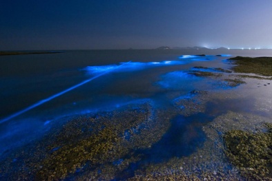 Nguyên nhân biển Trung Quốc bất ngờ phát sáng xanh