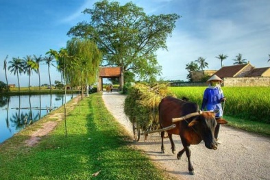 Bốn đột phá của nông nghiệp, nông thôn