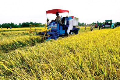 ĐB. Sông Cửu Long: Lúa lai thơm cho năng suất vượt trội