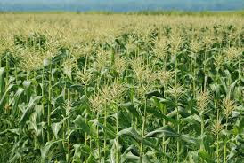 Giống ngô nội cho năng suất cao hơn tới 18%