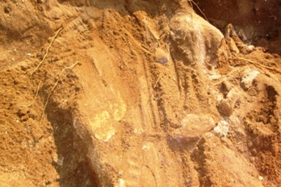 Nghệ An: Phát hiện bộ xương ‘quái vật’ cá voi khổng lồ 